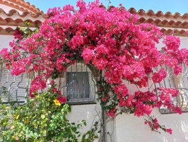 Poolvilla Blumenimpressionen