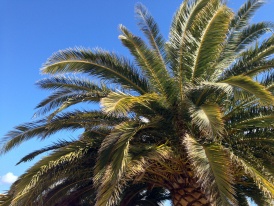 Palme