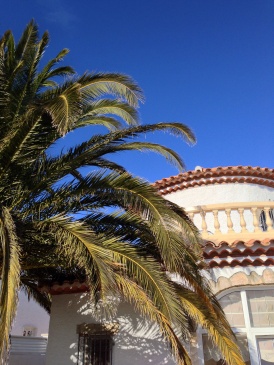 Palme hinten