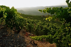 Weinbau