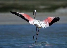 Flamingo