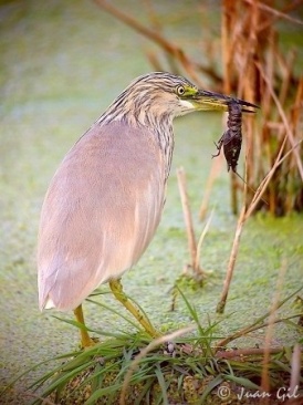 Vogelvielfalt